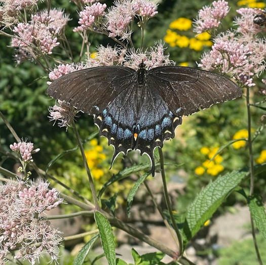 Dark swallowtail butterfly feeding on pink Joe Pye weed blossoms