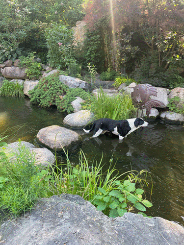 Black and white dog wading in the backyard pond beside boulders and a metal fish sculpture